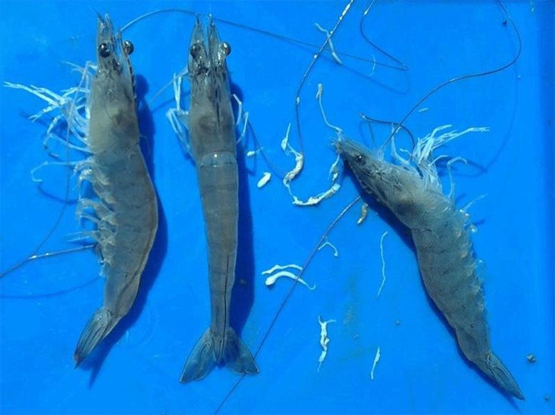 tôm bị phân trắng kích cỡ không đều