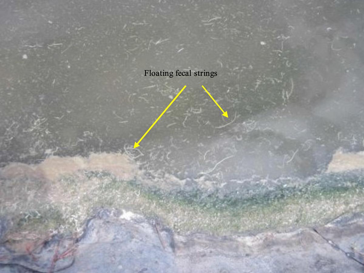 tôm bị phân trắng nổi trên mặt nước