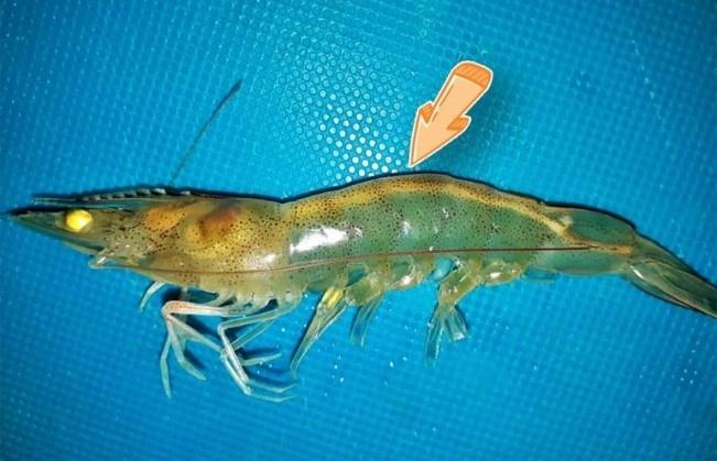 Tôm bị yếu đường ruột phân trắng