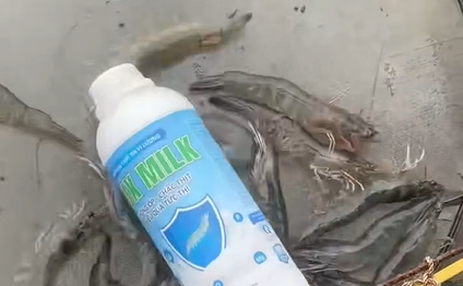 Cơ thịt tôm săn chắc, vỏ dày bóng bẩy rõ rệt sau khi được bổ sung Sữa khoáng LUX MILK