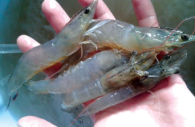 Tôm bị mềm vỏ